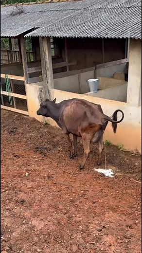 3.8K views · 3 comments | Aô cambada, já passamu de 75% e tamu com data marcada pra ir fazer o doamnto lá pro hospitar mais uma vez. Se ocê não ta participanu, saiba que ao participar ocê ajuda nois a ir fazer um doamento que já passou de 500 mir reais lá pro Hospitar de Câncer de barretos. Conto cocê e quem sabe mes que vem ocê não ta levando 150 mir ou a Ranjona Azul. Tchau brigaduu | cowboycozinheirobbq | Facebook