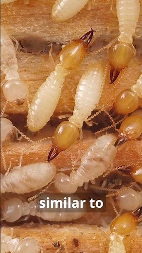 Wood eating shipworms survive underwater but die in air #facts #animals #wildlife #nature #worms