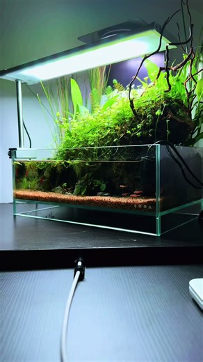 the calm before the storm #aquascape #aquascapemalaysia #diy #tutorial #naquarium #nanoaquascape #shallowtankaquascape #fyp #fypage #letmeknow #ada #scaper #akuarium #paludarium #dooaterra #review #Malaysia #shrimp #shrimptok