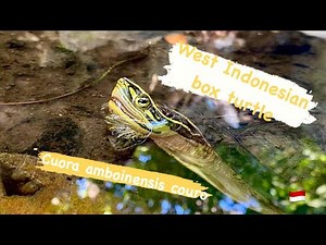West Indonesian Box Turtle (Cuora amboinensis couro) | Herping North Sumatra (Pulah Weh Island)