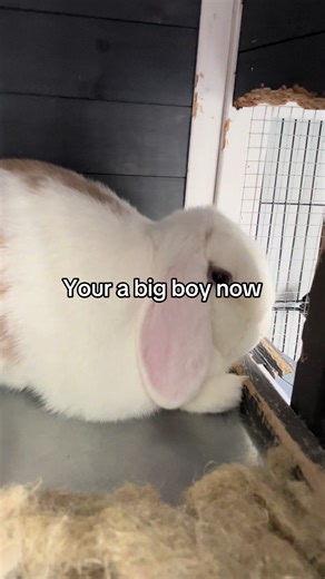 Saying Goodbye to Peter: A Grown-Up Rabbit's Journey