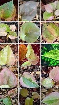 "Anthurium Foliage Multicolor" refers to Anthurium varieties with variegated.