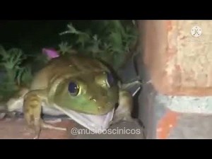 Rana Grita y canta Atreve Te Te