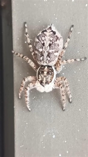 Meet the Curious Jumping Spider
