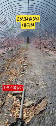 대극천 하우스 복숭아 농장 6월25일쯤 수확하는 털 복숭아 과수원