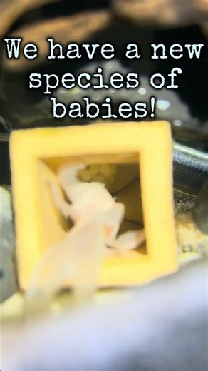 Snow White Pleco Babies on the Way! 👀 #aquariumhobby #plecobabies #pleco #plantedtank