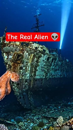 The Real Alien of the Ocean?#science #marinemystery #scienceexplainer #octopus #marinebiology