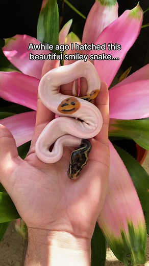 Ball Python Puppy Face | Watch Her Grow!