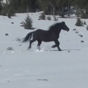 23M views · 153K reactions | This horse couple's about to reunite after 6 months apart — and one of them has an incredible surprise  | The Dodo | Facebook