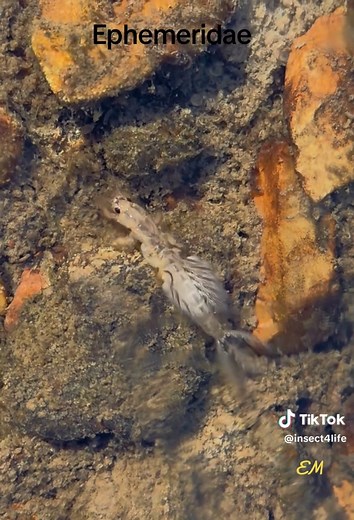 Observe the Burrowing Mayfly Nymph Under Ice