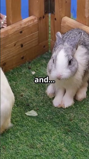 Male vs Female Rabbits – What You NEED to Know! 🐰♂️♀️ #bunnycare #rabbit #rabbitbreeds