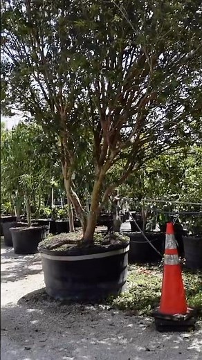 This MASSIVE Jaboticaba Tree Is Growing in a Pot! | D’s Trees Nursery