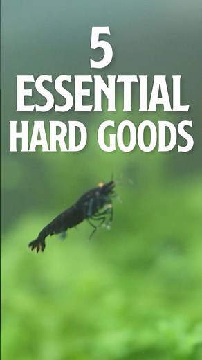 5 Essential Hard Goods for Shrimp Keeping PT 1