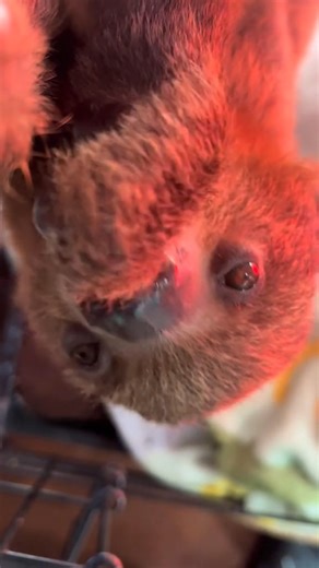 Sloth munchies #twotoedsloth #sloth #fyp #asmr #cuteanimals #tgrexotics #animals #zoo #fypシ゚viralシfypシ゚viralシalシ #foryoupagereels #viralchallenge | Nicksanimals