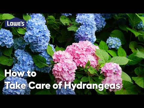 How to Take Care of Hydrangeas: Video Guide