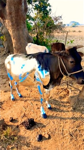 Cow is 🐮 Robot Cyborg Effect 😂#shorts #filter #mha