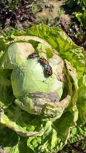 Harlequin Cabbage Bugs