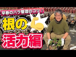 【バラの育て方】早春のバラ管理のコツ♪根の活力編（2021年3月12日）