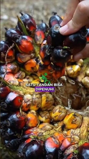 Why Do Oil Palms Always Grow in Bunches? #palmoil #oilpalm #funfact #fyp #viral #reels #nature
