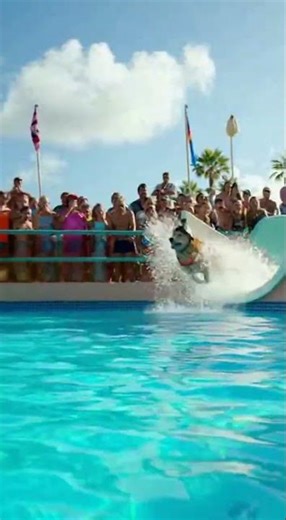 I Put A GoPro On My Dog… This Happened 🤯 #dogpov #funny #dog#shorts