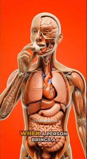 What Happens Inside Your Body After Eating GarlicGarlic Benefits & Side Effects InsideBody 3D View”