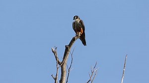 Eurasian Hobby Falco Subbuteo Japan Stock Footage Video (100% Royalty-free) 1015771192 | Shutterstock