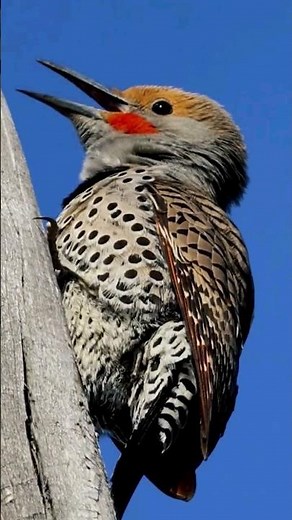 Hear the Northern Flicker's Incredible Calls!