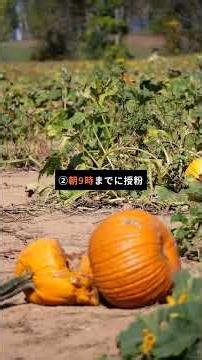 🎃 かぼちゃは放任でOK！育て方のコツで甘くて大きい実が収穫できます