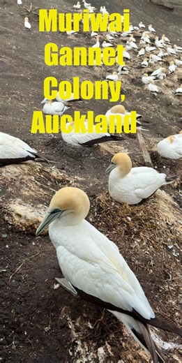 📍 Muriwai Gannet Colony, Otakamiro Bay, Auckland, New Zealand A stunning coastal walk to one of Auckland’s most iconic wildlife spots. Watch gannets soar, nest, and glide above the rugged cliffs with the Tasman Sea crashing below — pure west coast magic. #Muriwai #GannetColony #AucklandWest #NZWildlife #WestCoastNZ | Kiwi Travel Vlogs