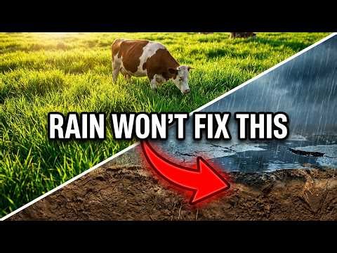 Rain Isn't Enough — Here's Why Your Pasture Refuses to Bounce Back