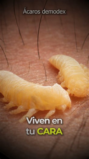 Esto Existe: Ácaros demodex #shorts #curiosidades #microorganismos