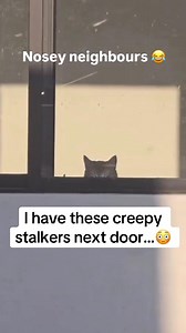 Toronto Street Cats on Reels