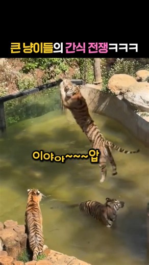 큰 냥이들이 간식 전쟁ㅋㅋㅋ