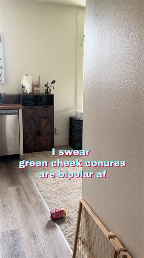 Green Cheek Conures: The Bipolar Talking Birds