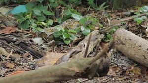 Meet the reptile pest patrol - pythons, though scary to some, help to keep Singapore's rat population under control. str.sg/wildsgpython | The Straits Times