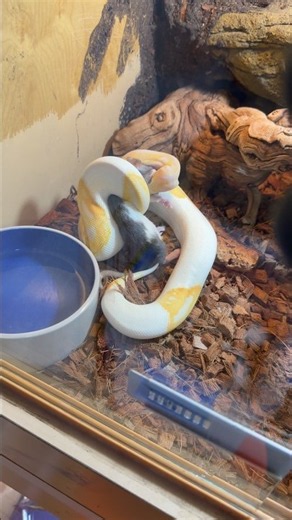 Feeding My Ball Pythons Together… What Could Go Wrong? 😑🐍 #snake #ballpython #reptiles