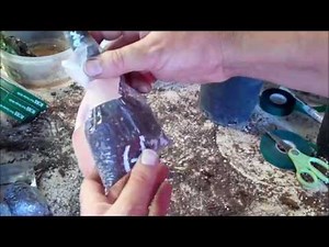 Bag Rooting Methods – Southern California Plumeria Society