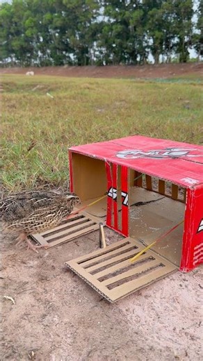 Unique Creative Quail Trap Using Cardboard Box #shorts