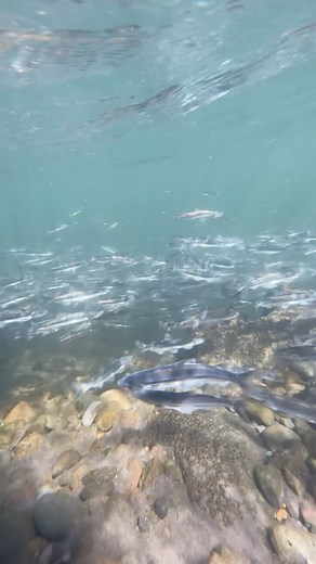 Smelt have returned to the Sandy River! Unlike last year, there is 𝐧𝐨 𝐟𝐢𝐬𝐡𝐢𝐧𝐠 𝐚𝐥𝐥𝐨𝐰𝐞𝐝 due to salmon and steelhead smolts migrating downriver. But it’s still a sight to behold! | City of Troutdale