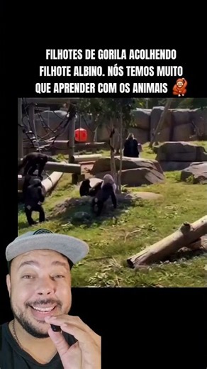 GORILLA INFANTS WELCOMING ALBINO INFANT. WE HAVE A LOT TO LEARN FROM ANIMALS 🦧
