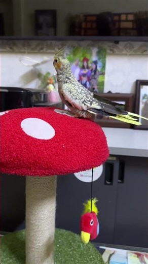 Look cutest parrot #shorts