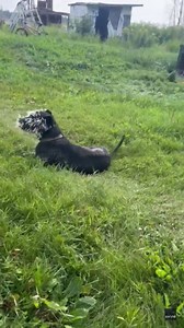 Poor 'Sweet' Dog Found With Face Full of Porcupine Quills