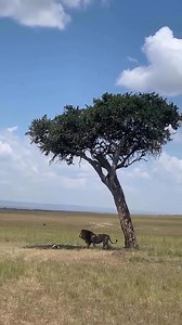 Lucky day for Simba 🤌 #NatureAdaptations #TourGuideTales #safariknowledge #conservationeducation #wildlifefacts #africawildlife #learnwithnature #AnimalBehavior | Safari Travel