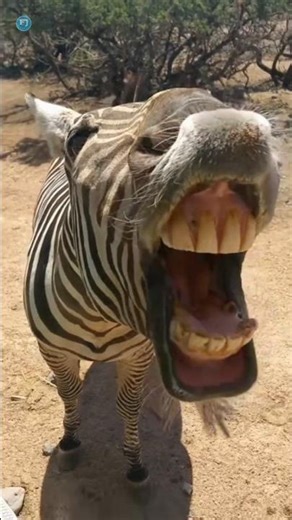 Why Zebras Reject Humans #shorts