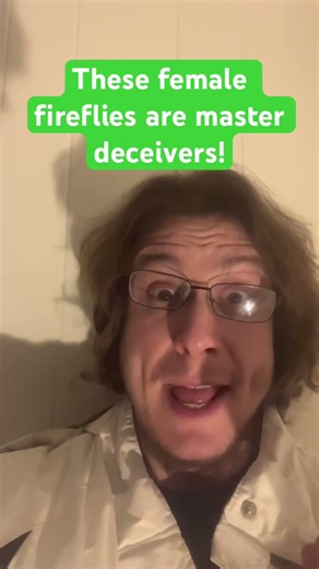 These female fireflies are master deceivers! #fyp #fypシ #fypシ゚viral #fy #facts #animals #insects