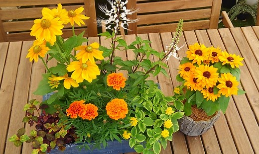 「８月の寄せ植えの作り方」～ビタミンカラーの植物を育てよう♪
