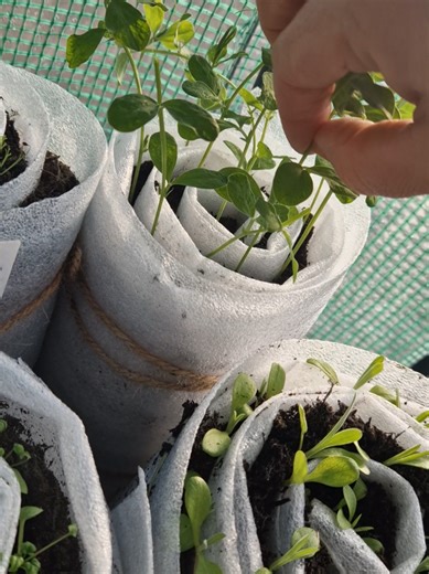 2 sets and pinch? or have I just unalived my sweetpeas? #planting2026 #2026 #ukgardening #garden #seedlings