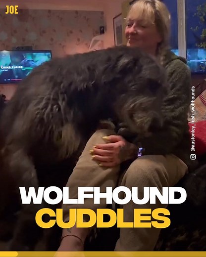636K views · 15K reactions | Irish wolfhound enjoys being held like a baby 殺 | JOE.ie | Facebook