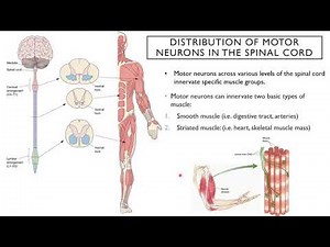 Introduction to Neuroscience 2: Lecture 8, Upper and Lower Motor Systems