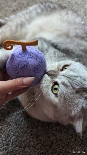 Gum-Gum Fruit expectations vs reality